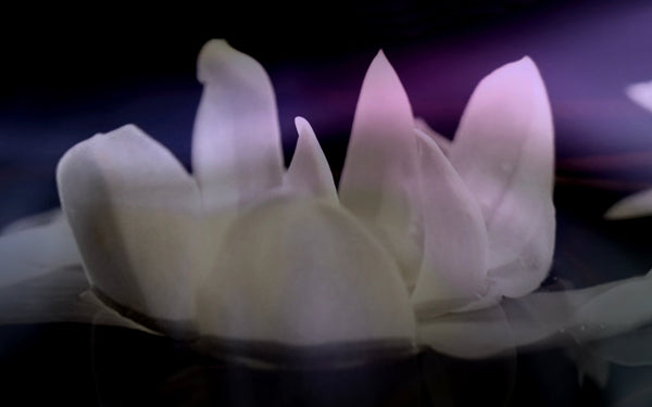 THE EXQUISITE FLOWER