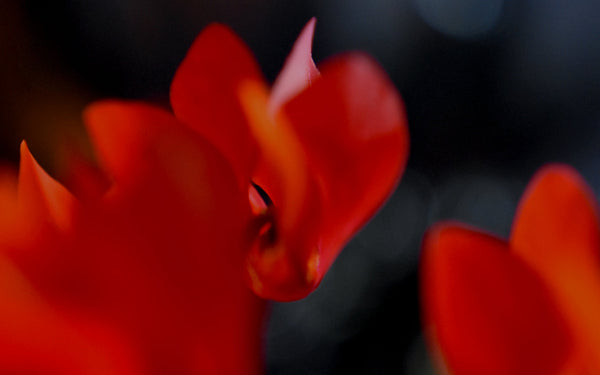 WILD AT HEART