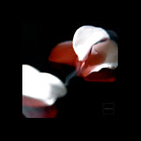BLEEDING HEARTS