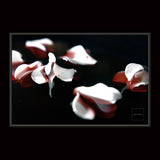 BLEEDING HEARTS