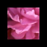 IN BLOOM