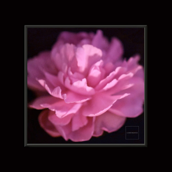 IN BLOOM