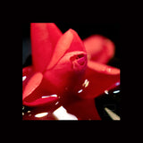 LOVE SONG