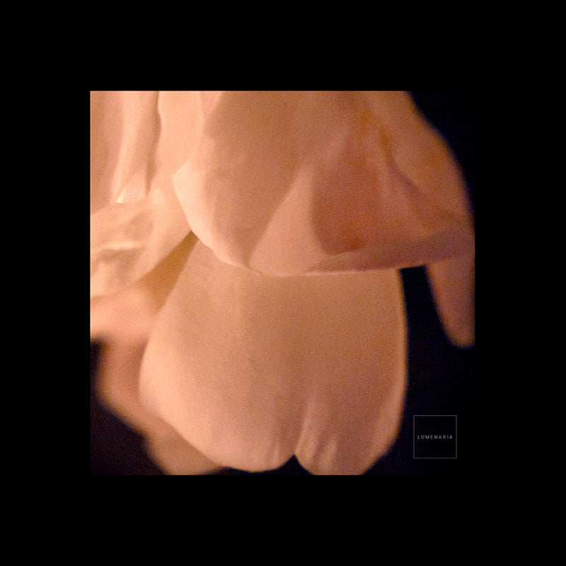 THE LIGHT