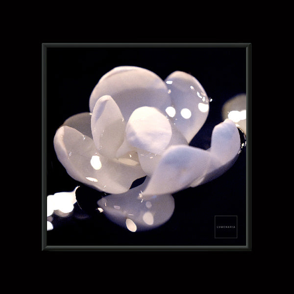WHITE LIGHT