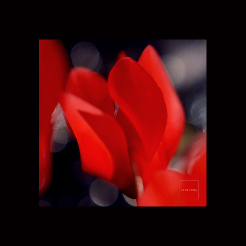 WILDFLOWER