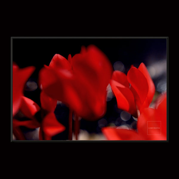 WILDFLOWER